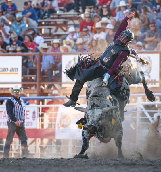 Cody Stampede - Ruger Piva