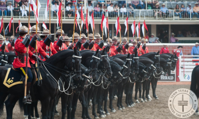 Calgary Stampede - Horses