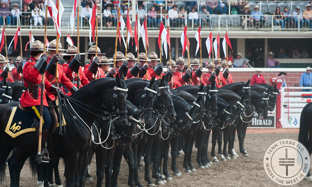 Calgary Stampede - Horses