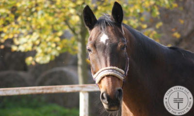 Tenn Texas Horse