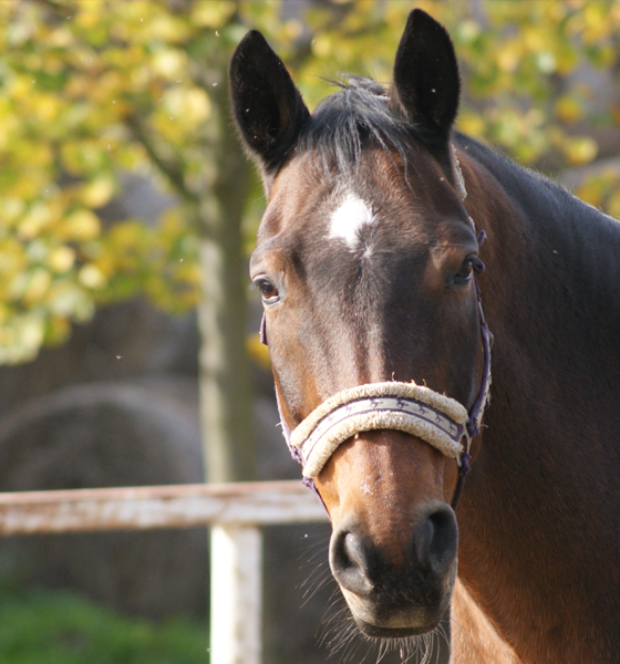 Tenn Texas Horse
