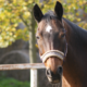 Tenn Texas Horse