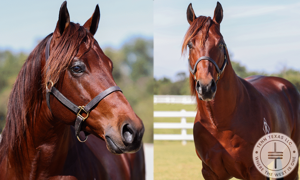 2021 Bay Stallion By The Goodbye Lane / Photo Credit: Reliance Ranches