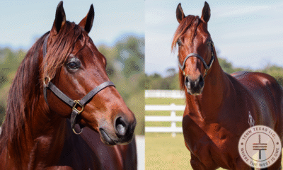 2021 Bay Stallion By The Goodbye Lane / Photo Credit: Reliance Ranches