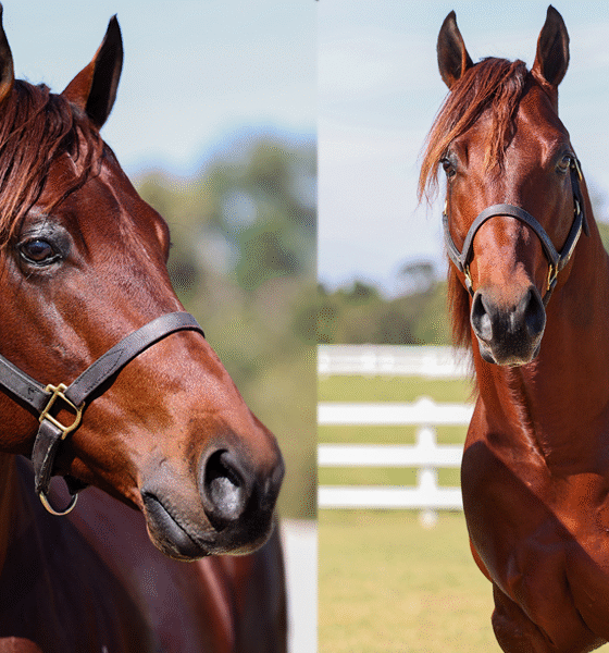 2021 Bay Stallion By The Goodbye Lane / Photo Credit: Reliance Ranches