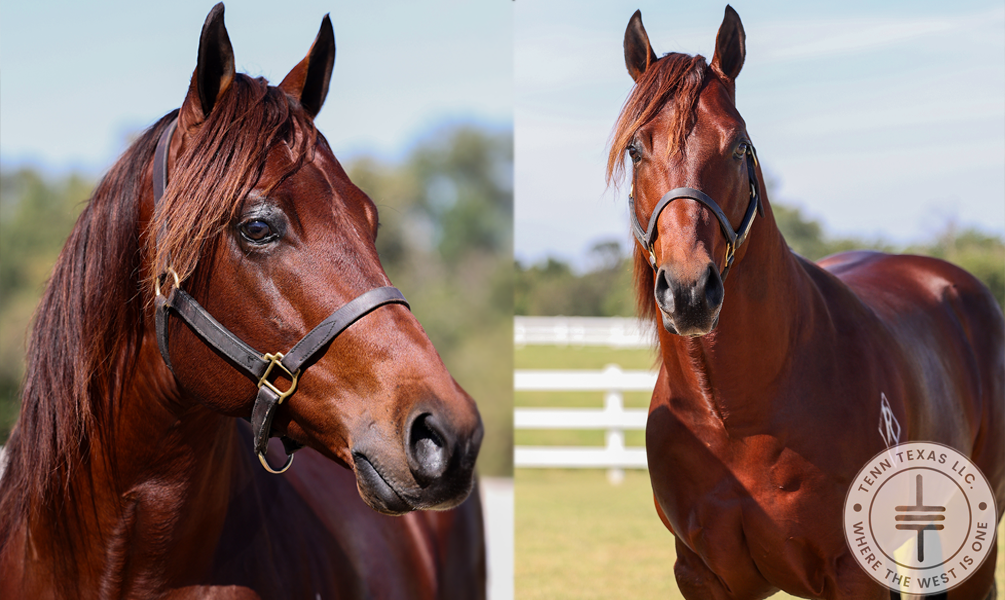 2021 Bay Stallion By The Goodbye Lane / Photo Credit: Reliance Ranches