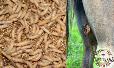 Screwworms
