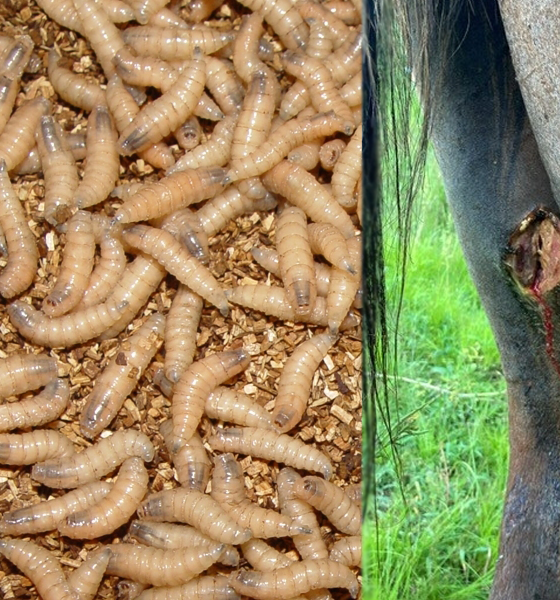 Screwworms