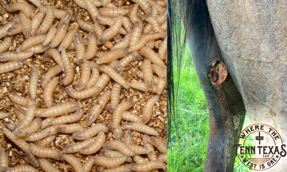 Screwworms