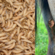 Screwworms