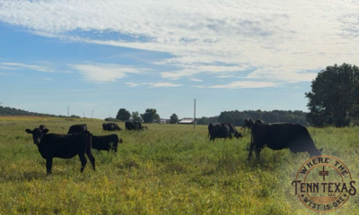Cows
