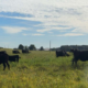 Cows