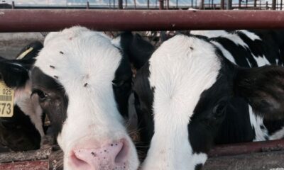 Close-up of two Holstein cows with ear tags at a Cyprus farm. Perfect for agricultural themes.