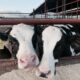 Close-up of two Holstein cows with ear tags at a Cyprus farm. Perfect for agricultural themes.